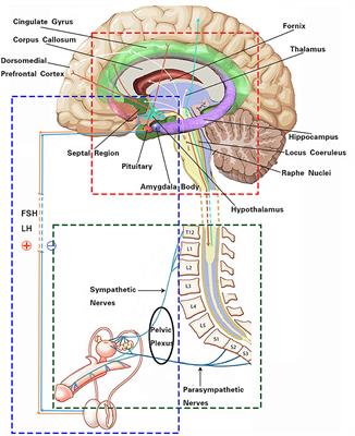 Frontiers Effects of autonomic nervous system disorders on male